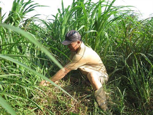 Nâng cao chất lượng sữa bò để tăng tính cạnh tranh