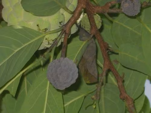 Kỹ thuật phòng và trị bệnh thối khô quả na