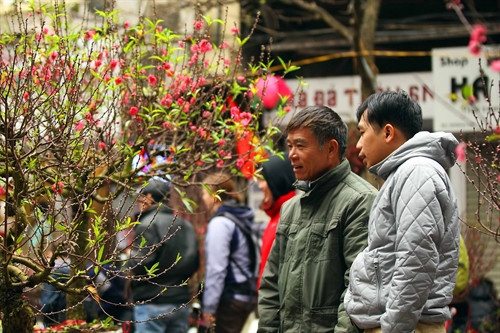 Làng đào, quất Hợp Lý rộn ràng đón Tết