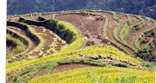 Ấn tượng ruộng bậc thang