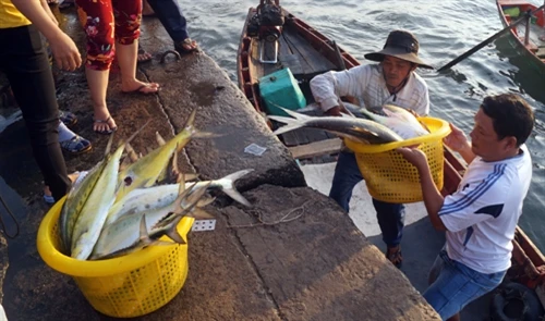 Làm giàu từ những sản vật biển khơi