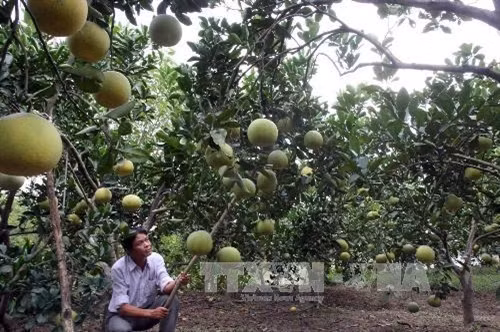 Bưởi Đoan Hùng đoạt "Thương hiệu vàng nông nghiệp 2015”