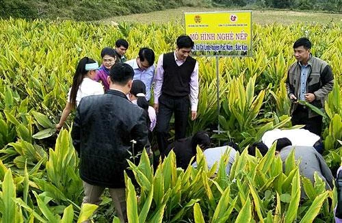 Trồng nghệ là hướng phát triển mới cho nông dân Bắc Kạn