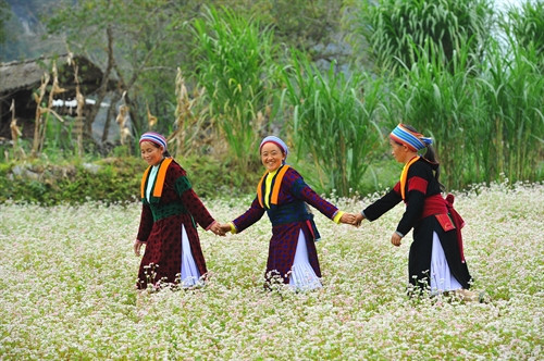 Vẻ đẹp hoa Tam giác mạch Hà Giang