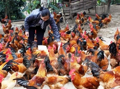 Kỹ thuật nuôi gà ta thả vườn đạt hiệu quả cao