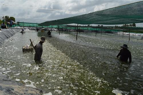 Phú Yên ứng dụng công nghệ cao, tăng sản lượng nuôi tôm nước lợ