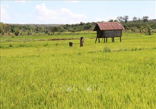 Gia Lai chủ động ứng phó hạn hán