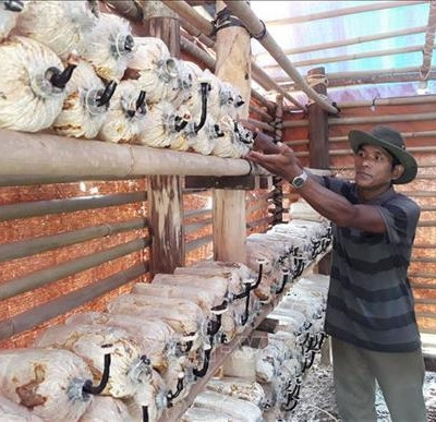 Bảo tồn, nhân rộng nguồn gen nấm Linh chi Vườn Quốc gia Phước Bình