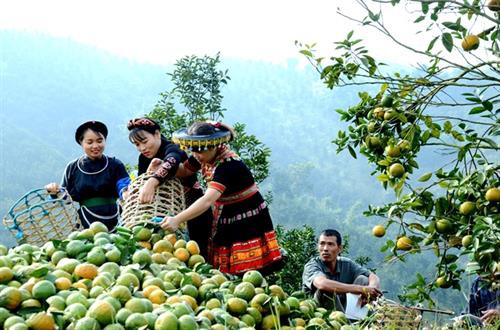 Cam sạch Hàm Yên vừa dễ bán giá lại cao hơn cam thường