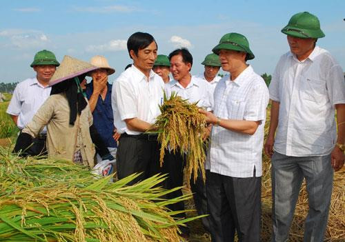 Bắc Ninh phát triển nông nghiệp theo hướng tập trung, quy mô lớn