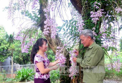 Vườn hoa lan độc nhất vô nhị ở Tuyên Quang