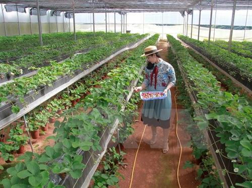 Phát triển nông nghiệp thông minh trong xu hướng cách mạng 4.0