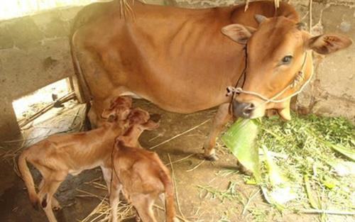 Kỹ thuật nuôi bò sinh sản và bê lai