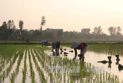 Sửa đổi quy định về miễn, giảm thuế sử dụng đất nông nghiệp