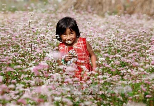 Ngắm hoa tam giác mạch Hà Giang tại Thủ đô