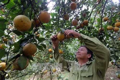 Giữ thương hiệu cam Cao Phong nhờ công nghệ số hóa