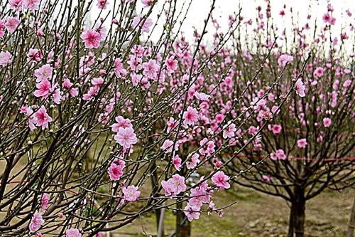 Ninh Bình độc đáo chợ hoa đào phai Đông Sơn