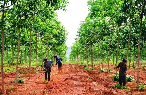 Kỹ thuật trồng và khai thác cây cao su ở vùng Tây Nguyên