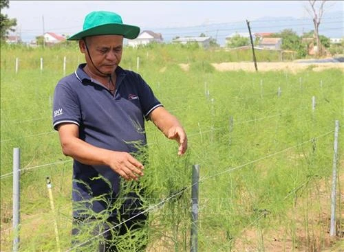 Trồng măng tây trên đất cát giúp đồng bào Chăm tăng thu nhập