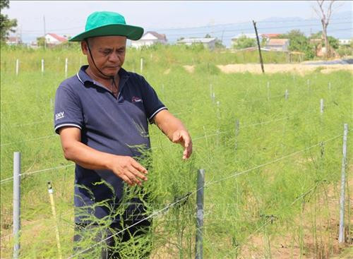 Trồng măng tây trên đất cát giúp đồng bào Chăm tăng thu nhập