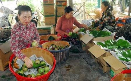 Nhân rộng diện tích trồng vú sữa xuất khẩu sang Mỹ lên 70ha