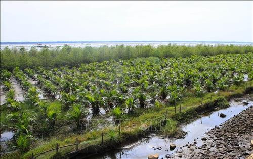 Thanh Hóa dành 93 tỷ đồng trồng, phục hồi rừng ven biển