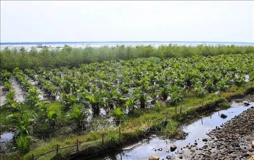 Thanh Hóa dành 93 tỷ đồng trồng, phục hồi rừng ven biển