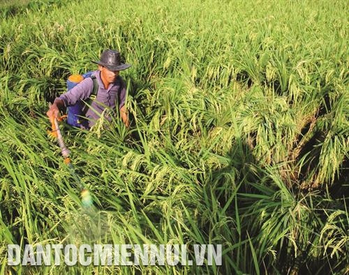 Hướng dẫn khắc phục thiệt hại cây trồng sau bão