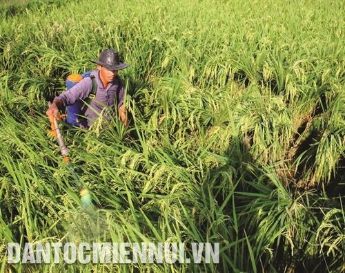 Hướng dẫn khắc phục thiệt hại cây trồng sau bão