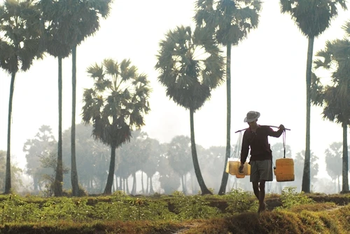 Cây thốt nốt Nam Bộ