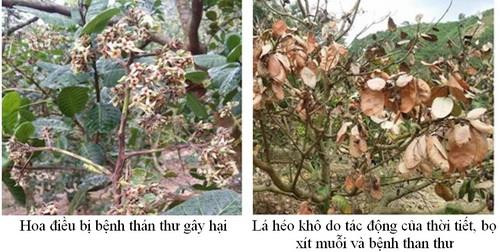 Kỹ thuật quản lý bọ xít muỗi và bệnh thán thư hại điều