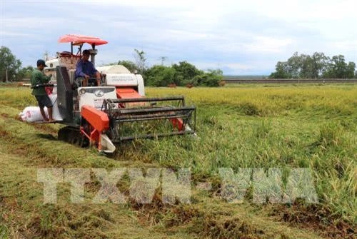 Quảng Trị nỗ lực cứu lúa sau lũ lụt