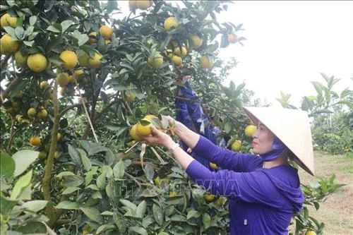 Nghệ An phát triển các mô hình trồng rau, củ hiệu quả