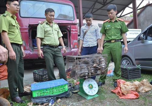 Tăng cường quản lý và kiểm soát việc nuôi nhốt, buôn bán, tiêu thụ động vật hoang dã
