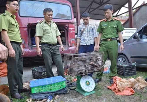 Tăng cường quản lý và kiểm soát việc nuôi nhốt, buôn bán, tiêu thụ động vật hoang dã