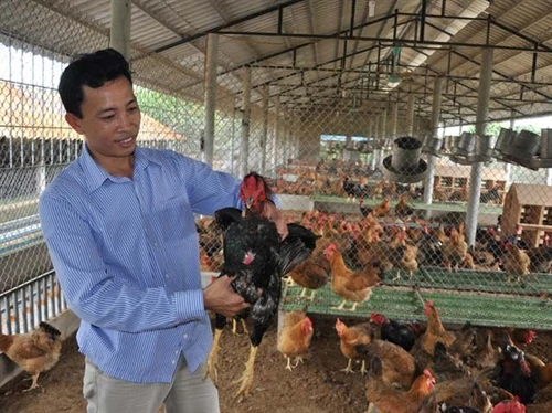 Hải Dương sản xuất gà giống lai chọi thu tiền tỷ