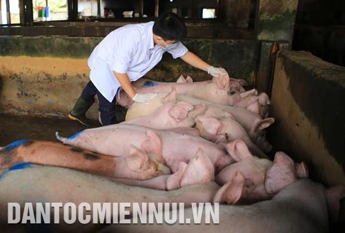 Tăng cường an toàn sinh học trong chăn nuôi