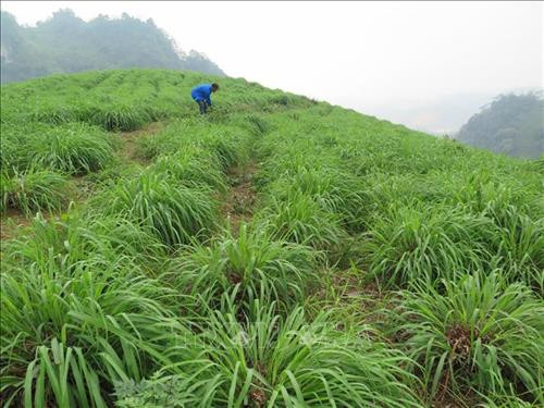 Sả đỏ - hướng thoát nghèo mới bền vững cho nông dân Lào Cai