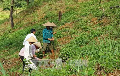 Lai Châu bảo vệ, phát triển rừng để phòng chống thiên tai