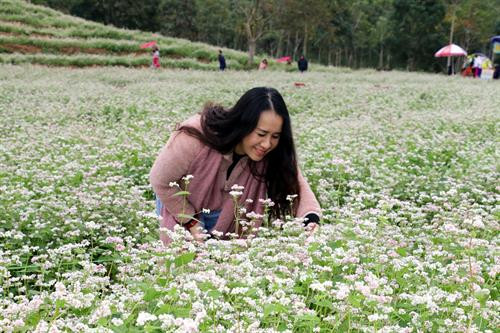 Đồi hoa tam giác mạch thu hút khách du lịch đến Nghệ An