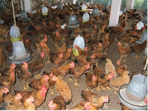 Kỹ thuật chăn nuôi và phòng trị bệnh cho gà