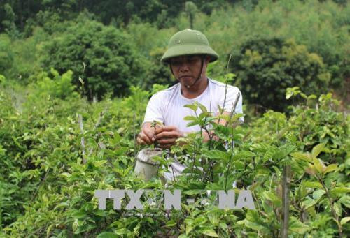 Triển vọng phát triển cây dược liệu ở Tam Đảo