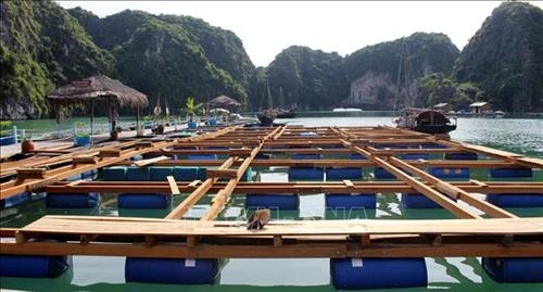 Nuôi trồng thủy sản bền vững kết hợp du lịch có trách nhiệm ở Hạ Long