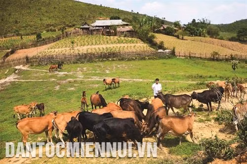 Phòng trị cảm nắng, cảm nóng cho trâu bò