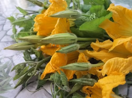 Dược thiện từ hoa bí ngô