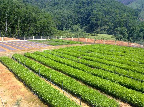 Khu Bảo tồn thiên nhiên Xuân Liên nhân giống cây giổi ăn hạt để phục vụ trồng rừng gỗ lớn