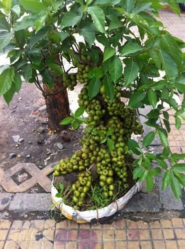 Kỹ thuật trồng cây sung cảnh