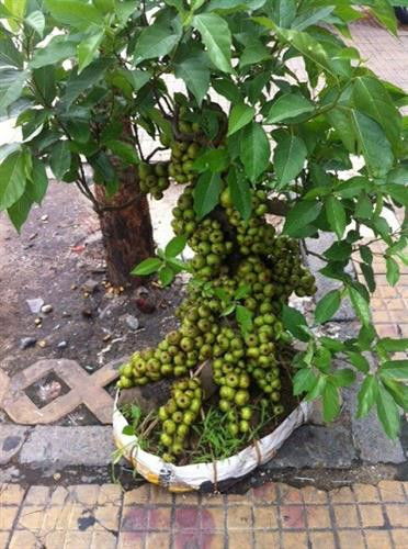 Kỹ thuật trồng cây sung cảnh
