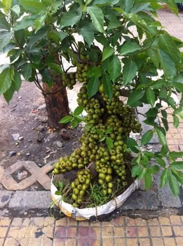 Kỹ thuật trồng cây sung cảnh