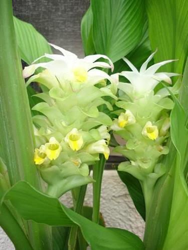 Kỹ thuật trồng và bón phân cho cây nghệ